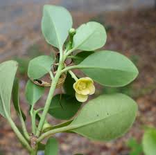 Image result for Indigastrum parviflorum