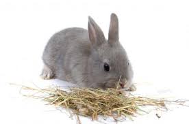 Baka yang mempunyai bulu yang terbaik. Rumput Untuk Arnab Apakah Jenis Rumput Yang Dimakan Oleh Arnab Apakah Jenis Rumput Yang Tidak Boleh Diberikan Kepada Arnab