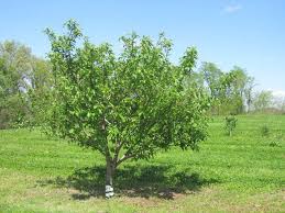 With the age of an apple orchard 7. Stages Of Apple Tree Growth Growing With Stark Bro S Fruit Trees Fertilizing Fruit Trees Tree Growth