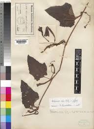 Image result for Lagenaria rufa