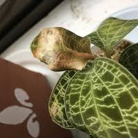 ジュエルオーキッドを復活させたい 10日前に購入し ひとまわ Yahoo 知恵袋