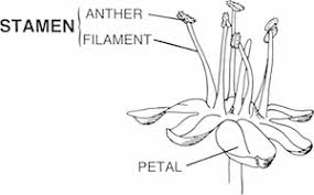 Plant reproductive morphology is the study of the physical form and structure (the morphology) of those parts of plants directly or indirectly concerned with sexual reproduction. Male Reproductive Organs In Plants Structure Function Study Com