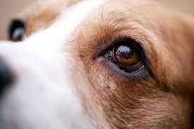 How much does dog cataract surgery cost? How Much Does Dog Cataract Surgery Cost What Can Dogs Eat