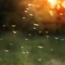 Unboxing présentation tome 1 solo leveling. Atl5bspr7tq1gm