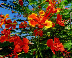 Image result for Caesalpinia