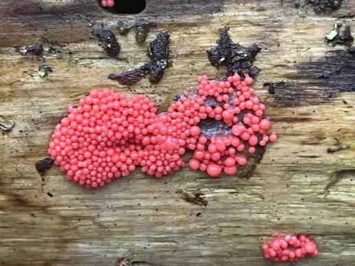 Arcyria ferruginea, a pink slime mould.