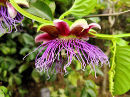 Image result for Passiflora quadrangularis