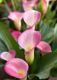 Learn how to plant calla lily (zantedeschia) bulbs and care for them with this simple video demonstration! Flowering House Plants Pictures Flowering House Plants Lily Plants Lily Plant Care
