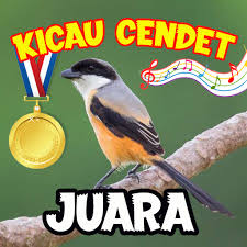 Membahas jenis burung cendet, habitat, makanan burung cendet,. Kicau Burung Cendet Juara Ø§Ù„ØªØ·Ø¨ÙŠÙ‚Ø§Øª Ø¹Ù„Ù‰ Google Play