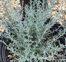 Image result for Helichrysum kirkii