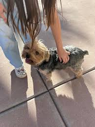 Imperial Valley: Lost and Found Pets