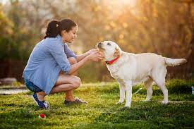 Dog Talk 101 Interpreting Tail Wagging