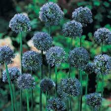 Exciting Gardens
