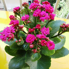 Image result for Kalanchoe calandiva