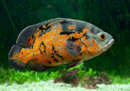 Jul 15, 2021 · when given the best care, a pictus catfish can live for up to 8 years or even 10 years. How Long Do Tropical Fish Live Swell Uk