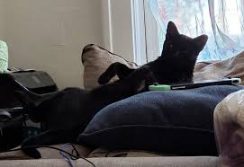 My cat isn't acting normal, just need some advice on what it could be :  r/cats