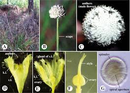 Classification of flowers based on whorl region. Eriocaulaceae An Overview Sciencedirect Topics