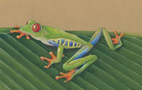 Here are four areas of. Mindy Lighthipe Art Nature Wildlife Illustrative Fine Art Painting Red Eyed Tree Frog Walking The Art Of Nature Fine Art By Mindy Lighthipe 9 X7 Colored Pencil On Paper Available Https Www Mindylighthipefineart Com Workszoom 2828433 Red Eyed