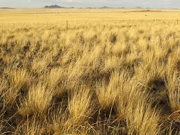 Grasslands are vast areas in which natural vegetation consists of. Grasslands Habitats Wwf