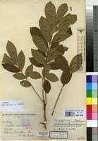 Image result for Deinbollia