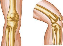 Located at the terminals of a bone, a condyle is a round protrusion, which most commonly is an articulation with another bone and is a portion of a joint. What Is The Medial Condyle With Pictures