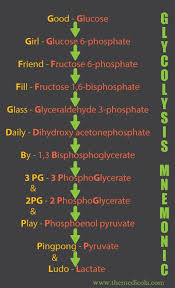 Glycolysis Mnemonic Biochemistry How To Remember Glycolysis In 2020 Study Biology Biochemistry Biochemistry Notes