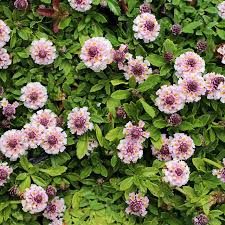 Image result for Lippia oatesii