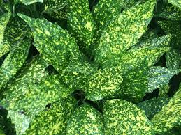 Image result for Aucuba