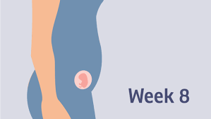 Pregnancy At Week 8 Pregnancy Birth And Baby