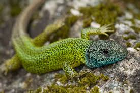 Lacerta Schreiberi Photo Amphibians Lizard Pet Birds