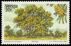 Image result for Peltophorum africanum