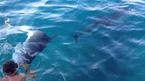 Accarezzare la loro pelle, la loro lingua, è stata un'emozione senza precedenti. Sardegna 2013 Bagno Con I Delfini A Golfo Aranci Youtube