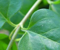 Image result for Vinca major