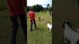 Lot 1504, batu 6, mukim pantai, jln jelebu, 71770 seremban, negeri sembilan darul khusus. Jelita Ostrich Farm Youtube