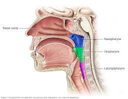 The larynx is part of the throat found at the entrance of the windpipe (trachea). Throat Cancer Symptoms And Causes Mayo Clinic