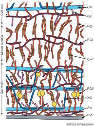The plant cell wall serves a variety of functions. The Role Of Plant Cell Wall Polysaccharide Composition In Disease Resistance Sciencedirect