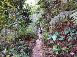 There are some roads, trails popular with mountain bikers, and walking/hiking trails. Jungle Hiking In Kuala Lumpur Bukit Kiara Trail Guide Travel Mermaid
