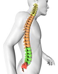 The sacrum is a flat, triangular bone found in the lower back and wedged between the 2 hip bones. Spinal Column An Integral Part Of The Human Body