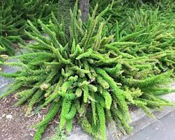 We did not find results for: Asparagus Densiflorus Myersii Gardensonline