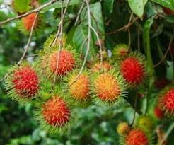 Anak pokok rambutan anak sekolah benih kahwin. Anim Agro Technology Penjagaan Pokok Rambutan