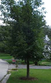 On a decorativ point of view, this tree is appreciated. Pacific Sunset Maple Acer Truncatum X Acer Platanoides U City In Bloom