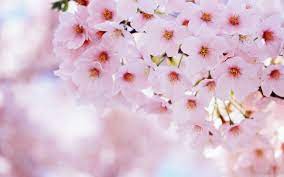 Pin On Cheery Blossoms Sakura