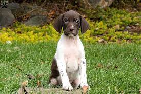 The german shorthaired pointer is a noble dog that comes from a hunting background. German Shorthaired Pointer Puppies For Sale Greenfield Puppies