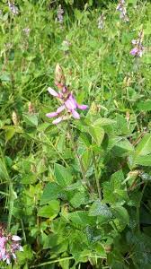 Image result for Desmodium intortum