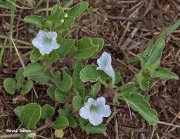 Image result for Ruellia patula