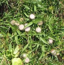 Image result for Dicoma anomala