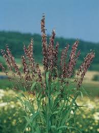Check Out The Deal On Melica Transsilvanica Red Spire 250 Seeds At Hazzard S Seeds Ornamental Grasses Grass Seed Grass