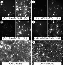 Image result for White 1997 AAV