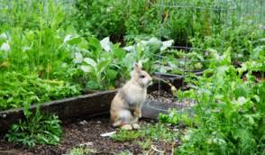 Here i suggest best 7 rabbit repellents and deterrents of 2020 with different brands and types for your consideration what is the best rabbit repellent in september, 2020? Best Rabbit Repellent For Garden Archives Homemade Rabbit Repellents