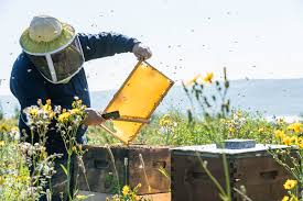 Generally, three to five tablespoons of honey a day is sufficient. How Much Honey Can A Beehive Produce Wildflower Meadows